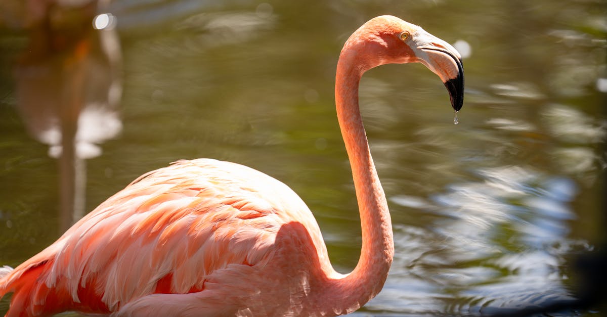 découvrez les dernières actualités sur les animaux : informations, découvertes, protection de la faune et tendances insolites du monde animalier.