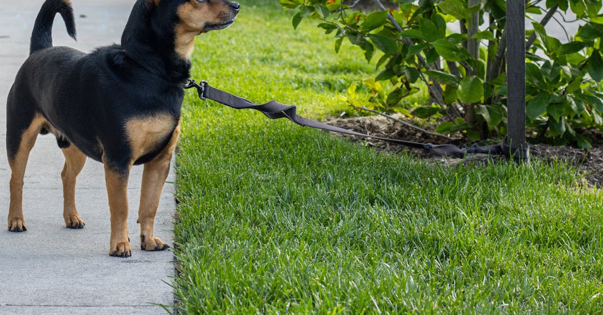 suivez toutes les dernières actualités sur les animaux : découvertes, protection, comportements et curiosités du monde animal. restez informé avec animal news !